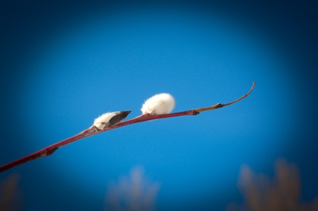 Willow flower on a background of blue sky, the vignette.