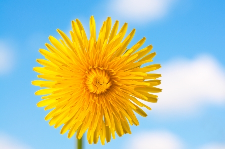 Yellow dandelion flower against the blue sky and cloudsの写真素材