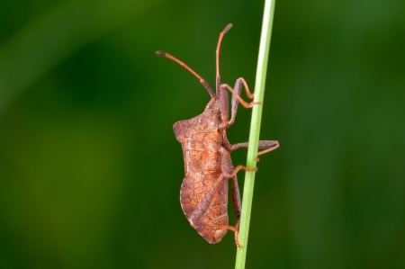 Brown beetle on a green stem  Blurred natural background, close-up