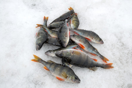 Ice fishing. Group perch caught lying on the ice.
