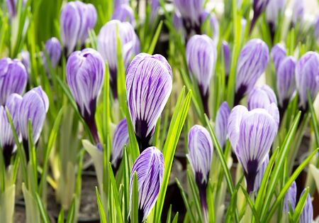 Flower purple crocus sunlight lighting a soft background.の写真素材