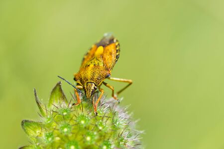 Yellow shield bug on fluffy flower close-up. Blurred green background.の写真素材
