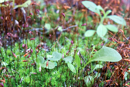 Macro landscape. Moss and small green plants close-up.