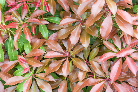 Background of glossy green and red leaf. Close-up.