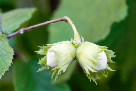 Two hazelnuts on a branch close-up on a blurred green background.の写真素材