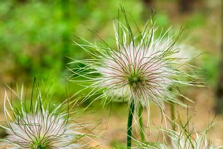 Closeup of feathery seeds of spring flower Pulsatilla vulgaris (dream of grass).の写真素材