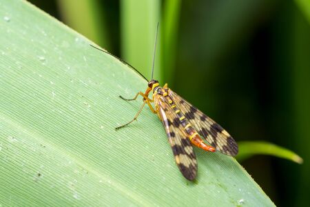 Scorpion Fly (Panorpa communis) sits on a green leaf. Macro photo.