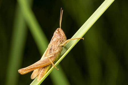 Brown grasshopper on a green leaf of grass. Side view photo. Close-up.
