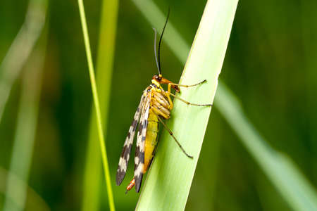 Beautiful Scorpion Fly (Panorpa communis) sits on a green leaf.の写真素材