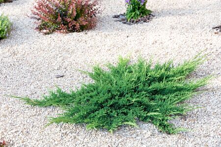 Juniper bush on the background of bright stones. Element of landscape design.の写真素材