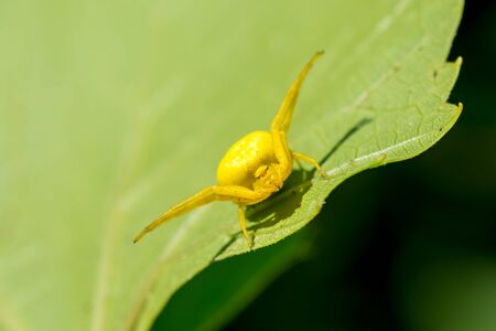 Yellow spider is sitting on a green leaf close-up. Blurring the background. Close-up.