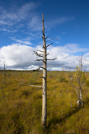 dried pine on raised bog. vertical photoの写真素材