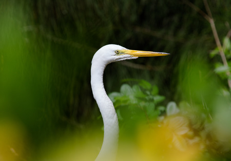 Portrait of a great white heron among the vegetationの写真素材