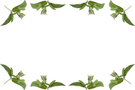 simple frame of mint leaves  isolated on white backgroundの写真素材