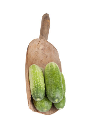 freshly picked cucumbers in a wooden shovel isolated on white backgroundの写真素材