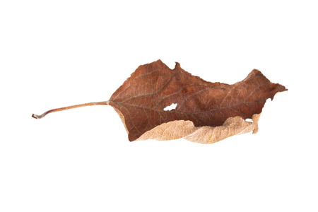 dry leaf with a hole, isolated on white backgroundの写真素材