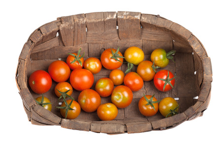 freshly picked tomatoes in old wooden basket isolated on white backgroundの写真素材