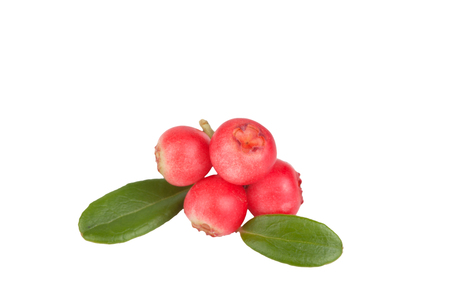 cowberry berries with leaves isolated on white backgroundの写真素材