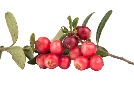 Two twig forest cowberry isolated on white backgroundの写真素材