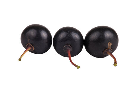 three berry a bird cherry forest isolated on white backgroundの写真素材