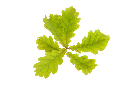 oak leaves isolated on white background.の写真素材