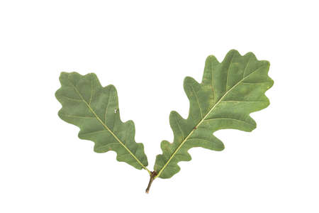 oak leaves isolated on white background.の写真素材