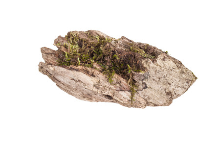 stump with moss isolated on white backgroundの写真素材