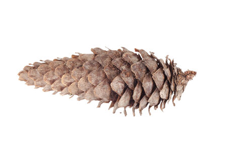 Pine cone isolated on white backgroundの写真素材