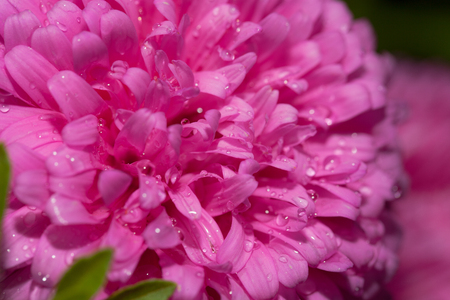 drops after rain on a flower 
With shallow depth of fieldの写真素材
