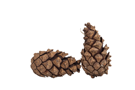 Two pine cones isolated on white backgroundの写真素材