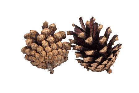 Two pine cones isolated on white backgroundの写真素材