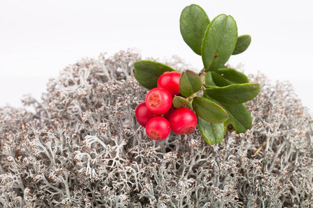 forest cranberries lying on reindeer mossの写真素材