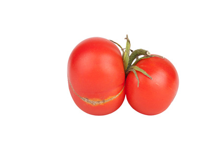 tomato twins isolated on white backgroundの写真素材