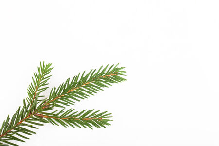 green fir twig isolated on white backgroundの写真素材