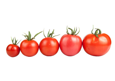 tomatoes constructed in a row isolated on white backgroundの写真素材
