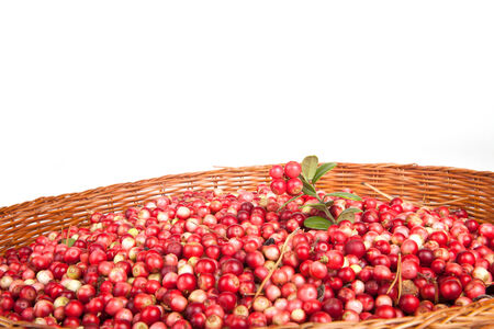 berries a cowberry in the old basket isolated on white backgroundの写真素材