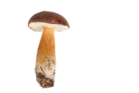 Fresh forest mushrooms (Boletus badius) isolated on white backgroundの写真素材