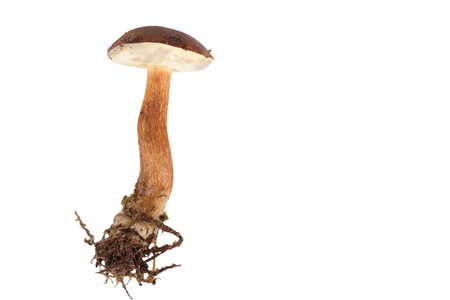 Fresh forest mushrooms (Boletus badius) isolated on white backgroundの写真素材