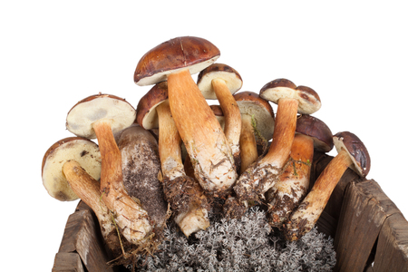 freshly picked mushrooms in an old wicker basket isolated on white backgroundの写真素材