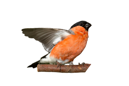 bullfinch with spread wings sitting on a stick, isolated on a white backgroundの写真素材