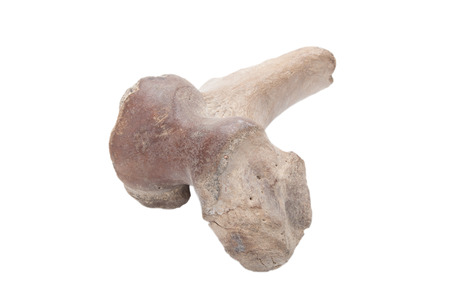 mammoth bone fragmentの写真素材