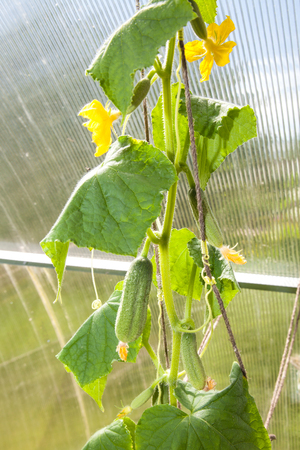 Green cucumbers with flowers hang on a green branch.の写真素材