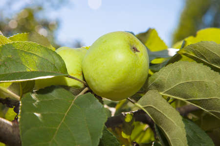 green apple on a tree against a blue skyの写真素材