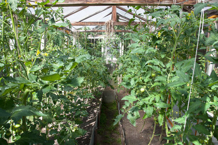 rustic greenhouse with green tomatoesの写真素材