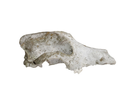 old skull of a dog isolated on a white backgroundの写真素材