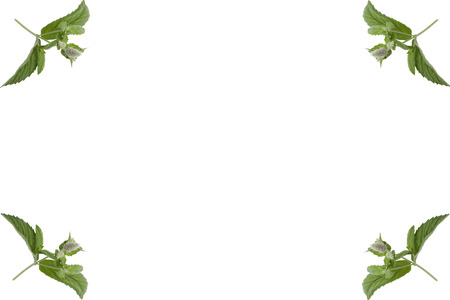 simple frame of mint leaves  isolated on white backgroundの写真素材