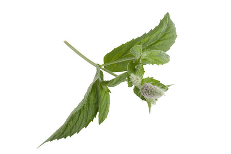 fresh green leaf and flower of mint isolated on white backgroundの写真素材