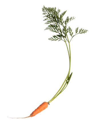 Carrots with tops isolated on white backgroundの写真素材