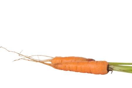 three fresh carrots with roots isolated on white backgroundの写真素材