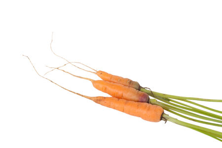three fresh carrots with roots isolated on white backgroundの写真素材